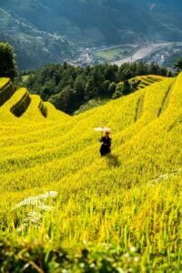 mountains, nature, plateau, step, field, people, rice, countryside, outdoors, agriculture